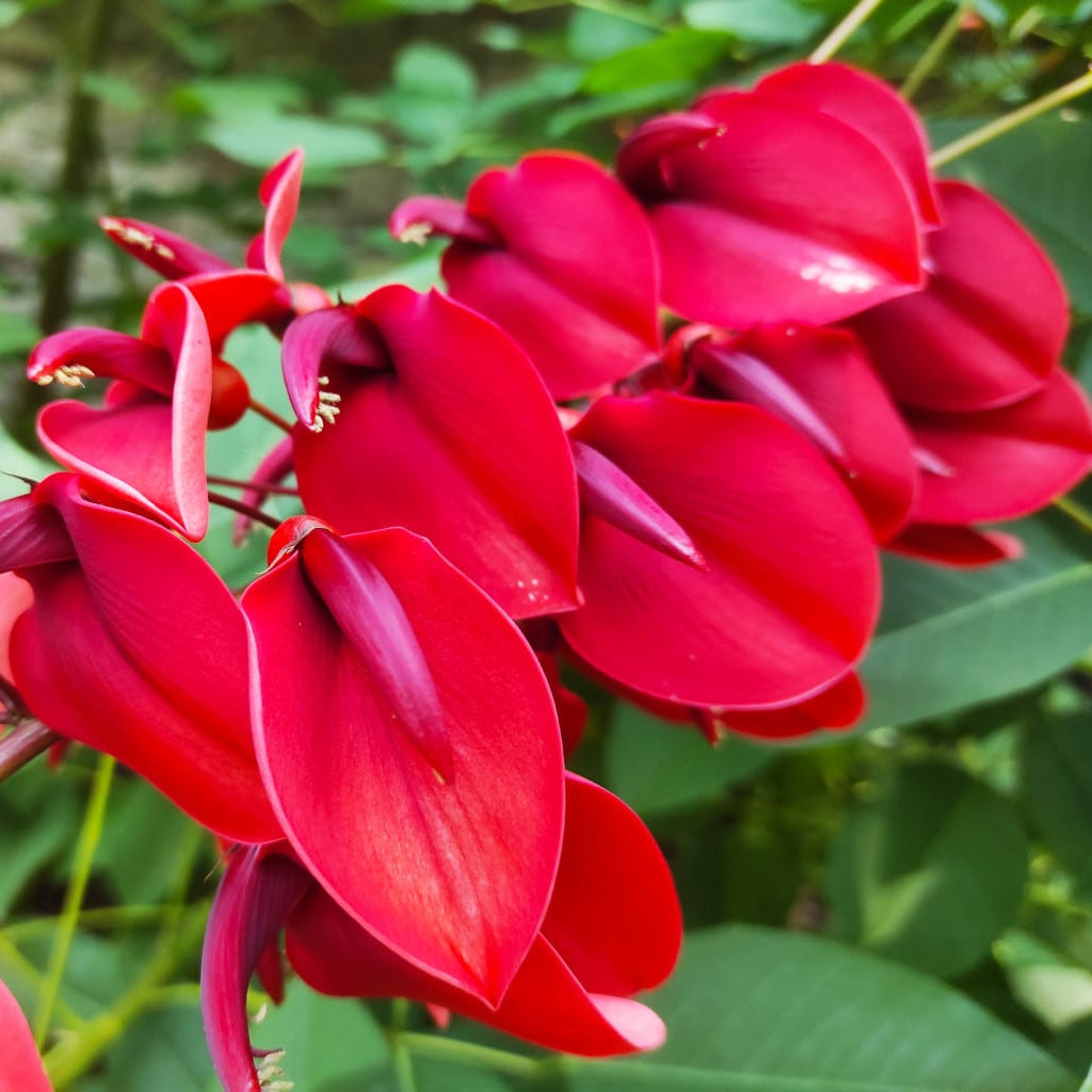 Red Coral Tree Seeds - Erythrina Corallodendron for Planting