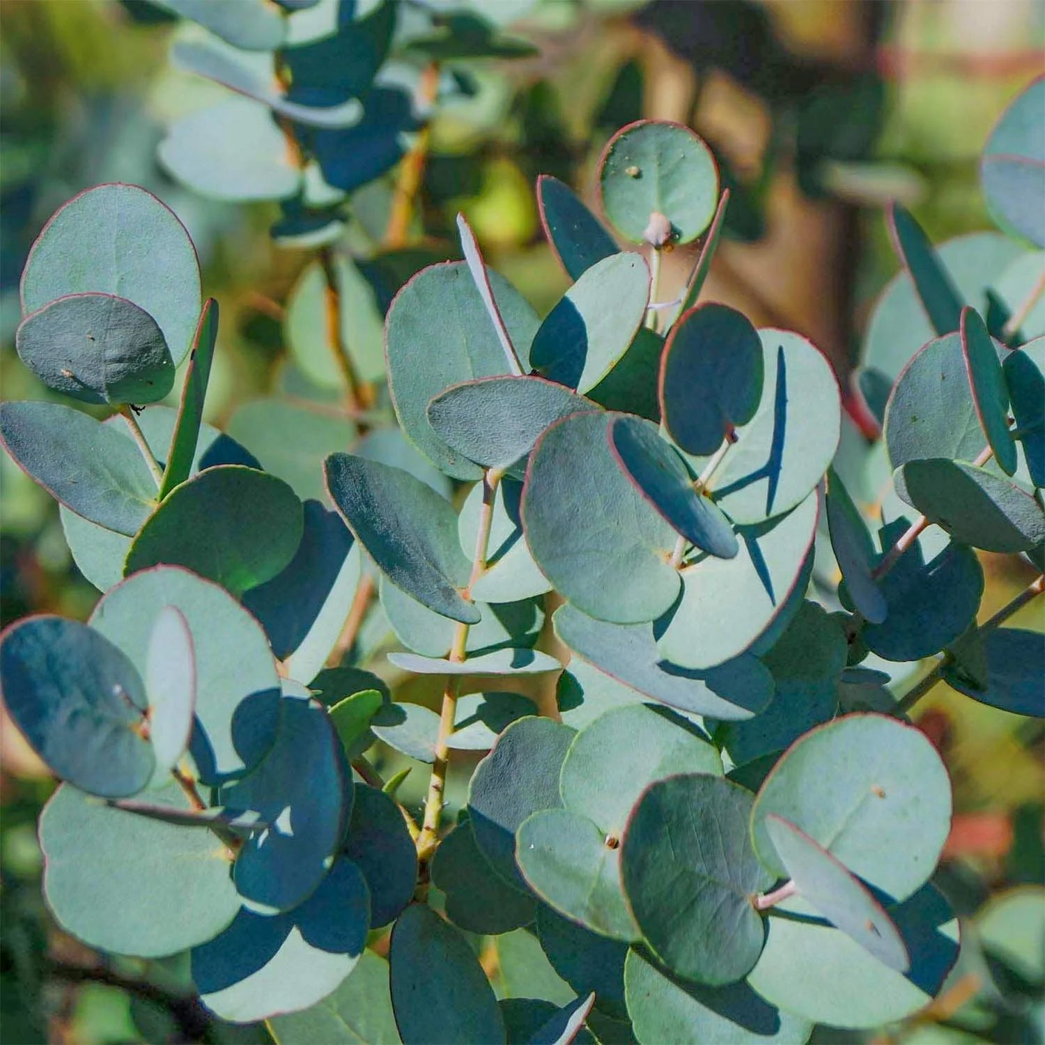Mixed Eucalyptus Flower seeds for Planting - Vibrant Colors, Heirloom & GMO Free Seeds for Home Garden