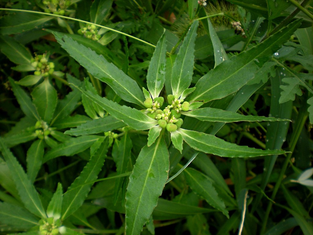Green Poinsettia Plant Seeds for Planting | Vibrant Green Foliage | Perfect for Your Garden