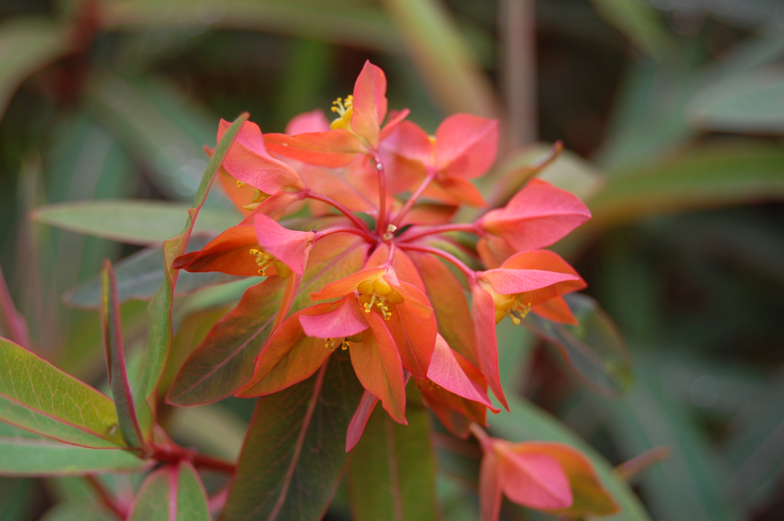 Euphorbia Griffithii Flower seeds for Planting - Seasonal Bloomer, Heirloom & GMO Free Seeds for Home Garden
