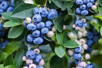 Mature Common Bilberry shrub with green leaves