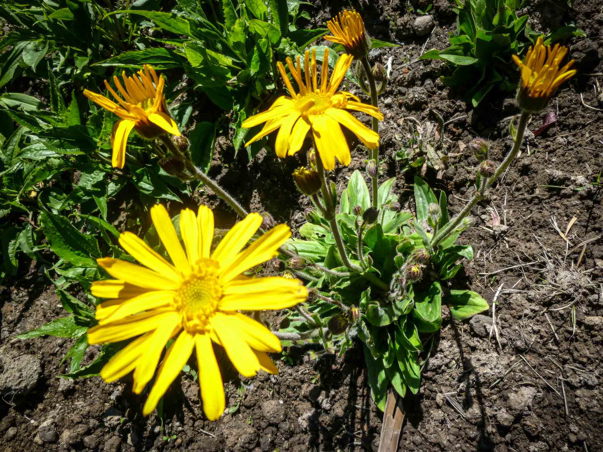 Heirloom Arnica Montana Flower seeds for Planting Seasonal Bloomer Heirloom & GMO Free Seeds for Home Garden