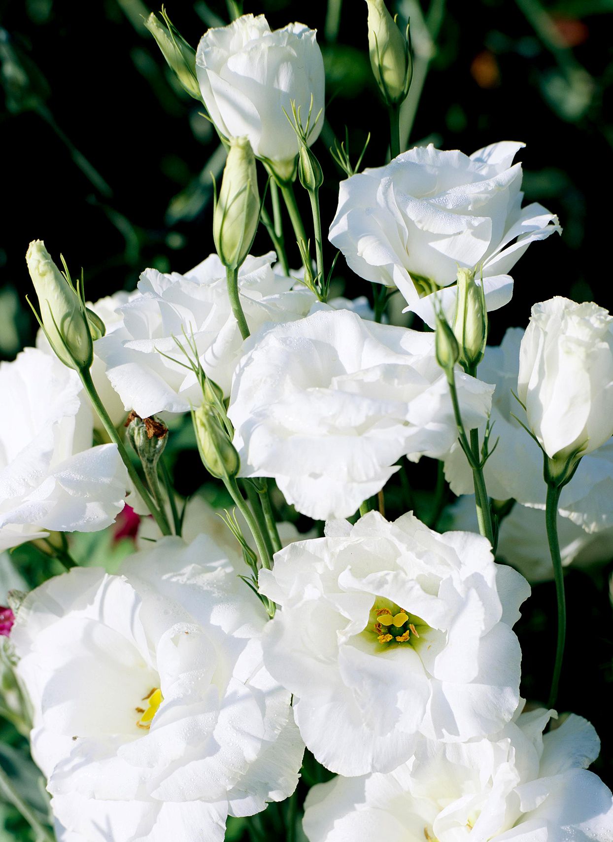 Eustomia Flower seeds for Planting - Perfect for Borders, Heirloom & GMO Free Seeds for Home Garden