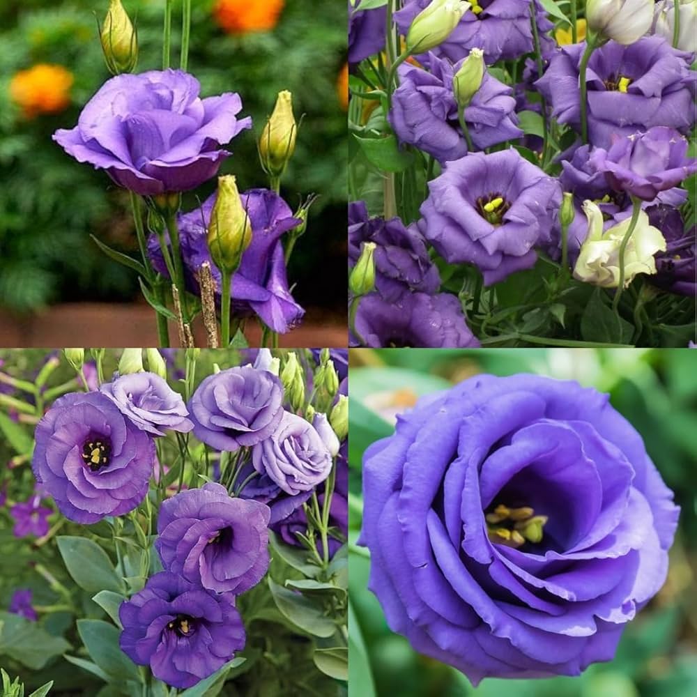 Eustoma Flower Seeds for Planting – Volite Variety Elegant Blooms