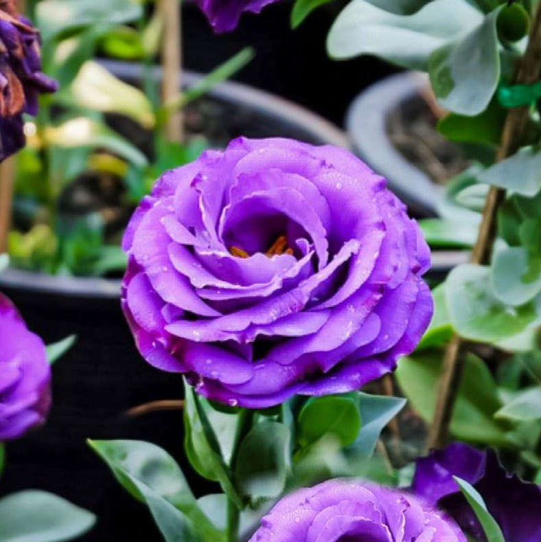 Buy Lisianthus (Eustoma grandiflorum) Seeds Online – Rose-Like Blooms