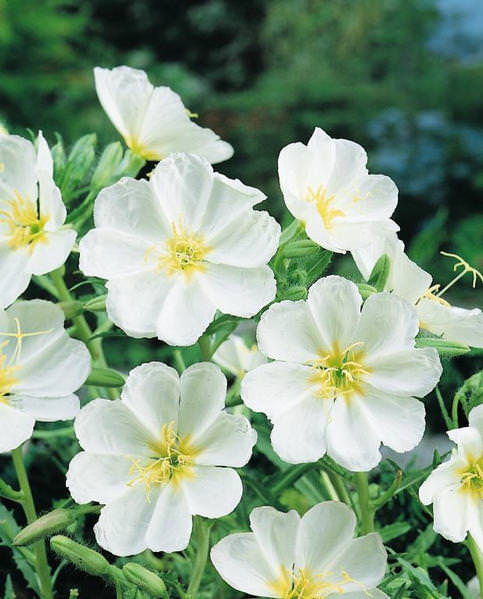 White Evening Primrose Flower seeds for Planting - Compact Growth, Heirloom & GMO Free Seeds for Home Garden