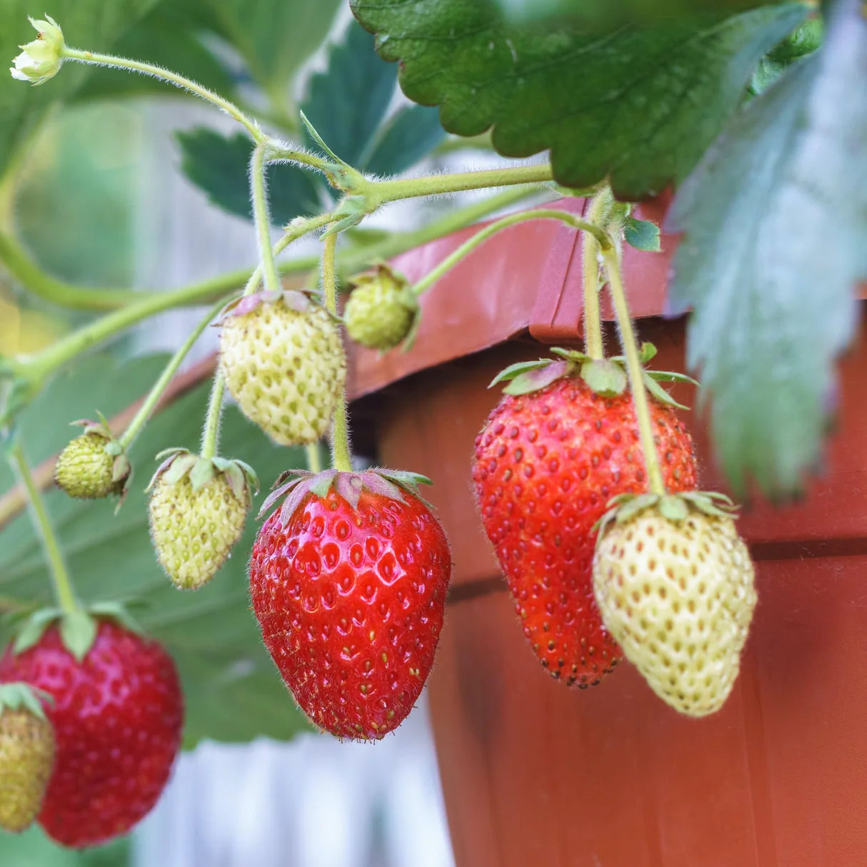 Everbearing Strawberry Seeds Fragaria × ananassa for Planting in Vegetable Patch & Garden