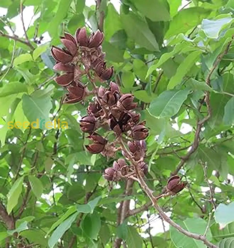 Evergreen Myrtle Seeds – Non-GMO Ornamental Shrub