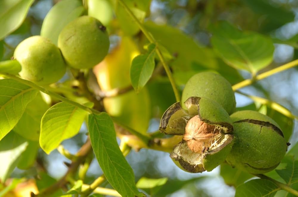 Evergreen walnut velvet seeds organic non-GMO nut tree for bonsai and garden