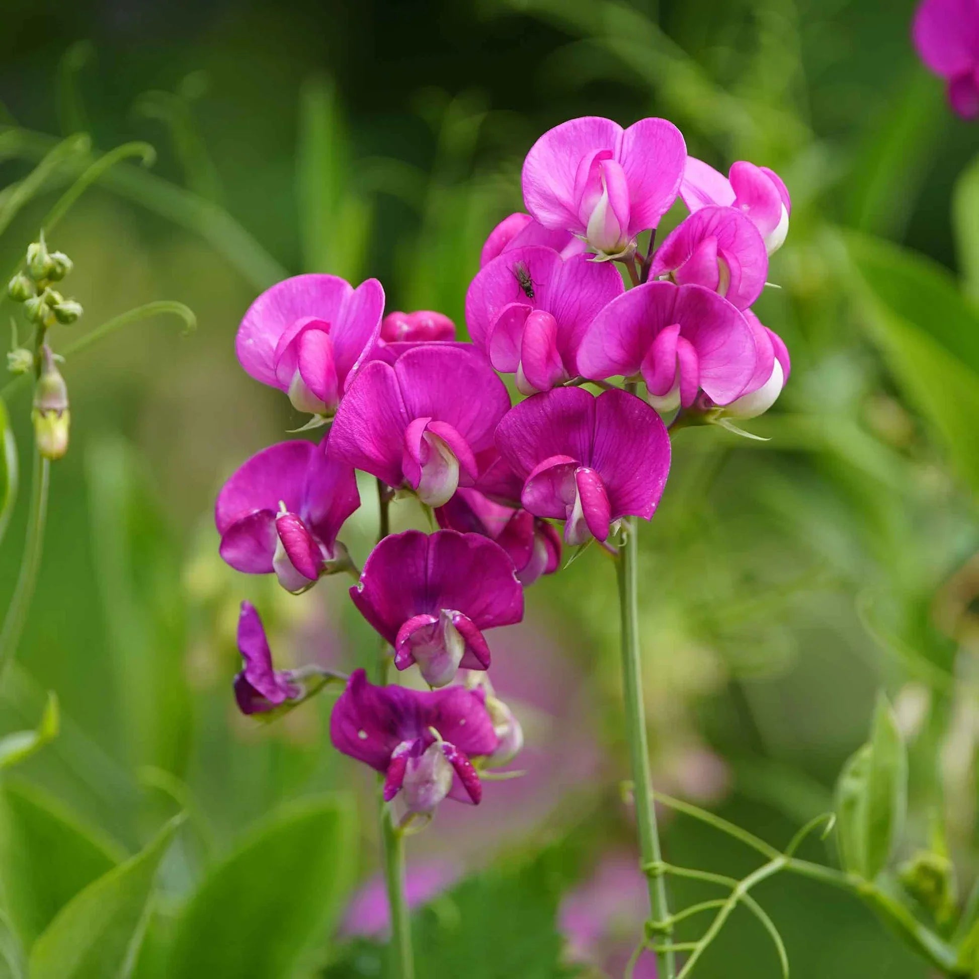 Everlasting Pea Flower seeds for Planting Long Bloom Season Heirloom & GMO Free Seeds for Home Garden