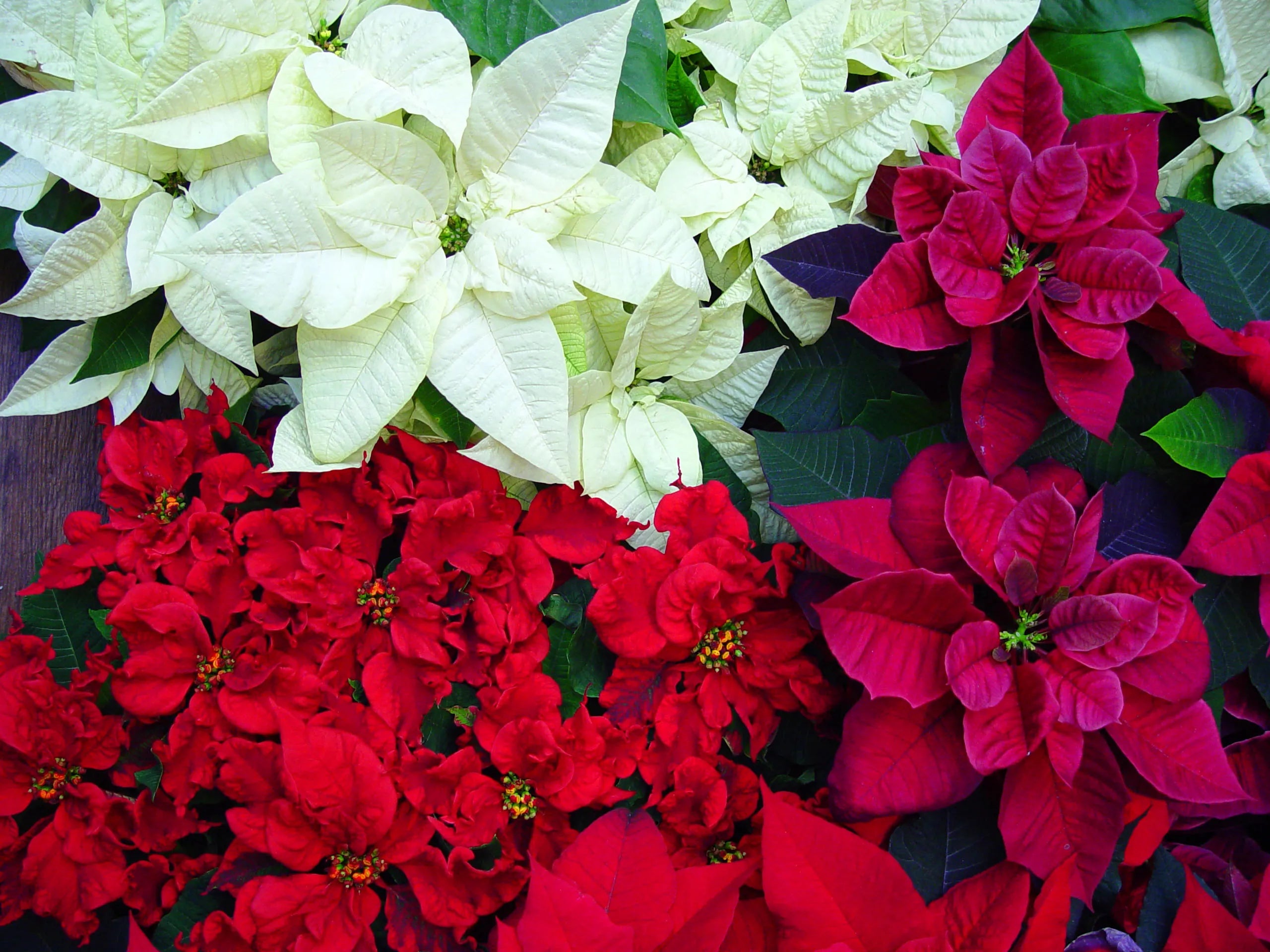 Poinsettia Seeds for Planting Festive Holiday Flowers Heirloom Non-GMO Seeds
