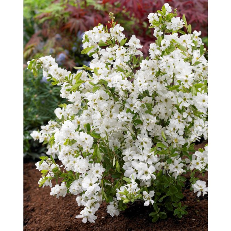 White Racemosa Flower seeds for Planting - Premium Quality, Heirloom & GMO Free Seeds for Home Garden