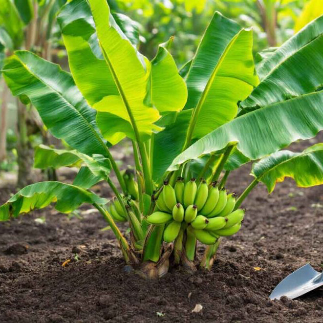 Heirloom Banana Seeds – Ornamental Tropical Plant for Warm Climates