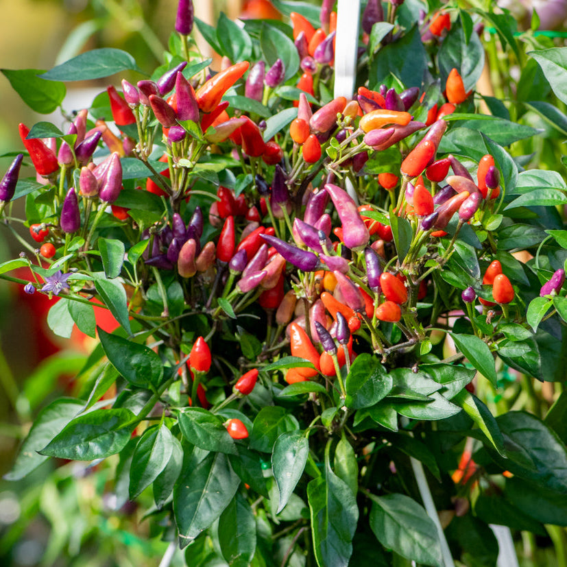 Explosive Ember Pepper Seeds for Spicy, Fiery Peppers