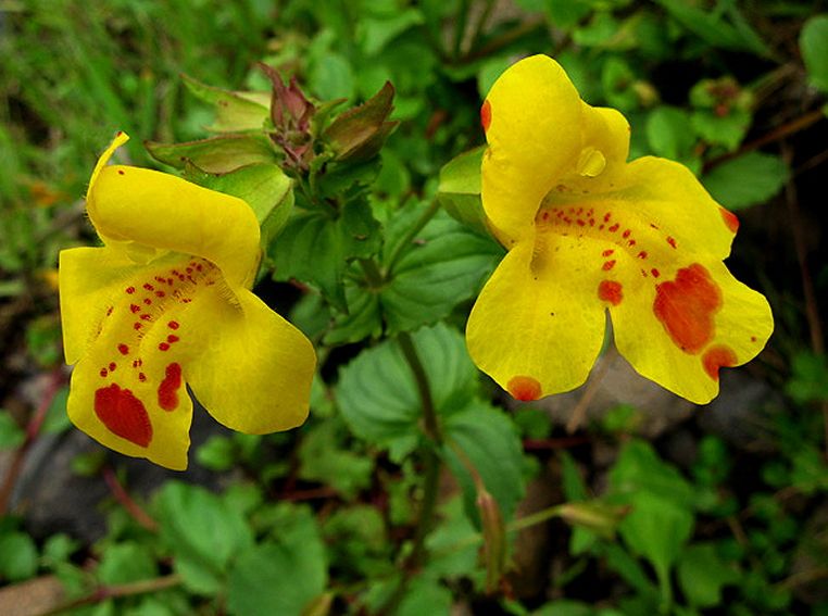 Yellow Mimulus Flower seeds for Planting - Low Maintenance, Heirloom & GMO Free Seeds for Home Garden