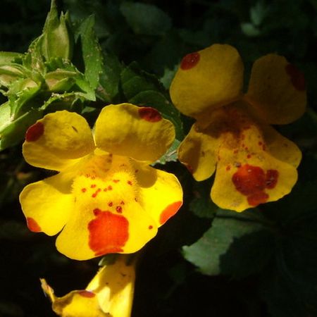 Yellow Mimulus Flower seeds for Planting - Low Maintenance, Heirloom & GMO Free Seeds for Home Garden