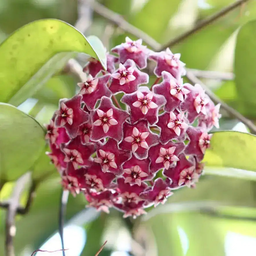 Wax Flower seeds for Planting - Cut Flower Favorite, Heirloom & GMO Free Seeds for Home Garden