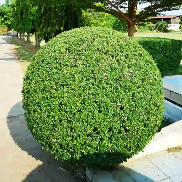 Buxus Sempervirens Flower seeds for Planting - Vibrant Colors, Heirloom & GMO Free Seeds for Home Garden