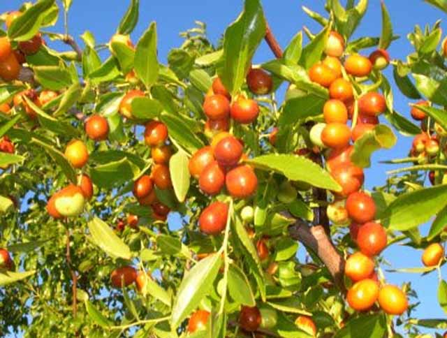 Mixed Jujube Fruit Seeds for Planting