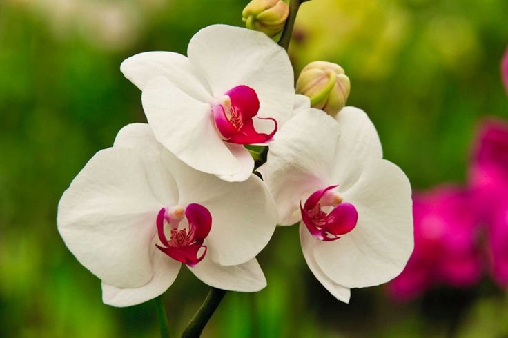 Pink Red Dendrobium Flower seeds for Planting - Drought Tolerant, Heirloom & GMO Free Seeds for Home Garden