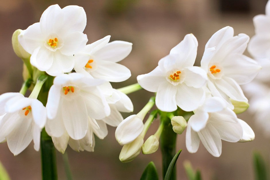 Cream Narcissus Flower seeds for Planting - Sun Loving, Heirloom & GMO Free Seeds for Home Garden
