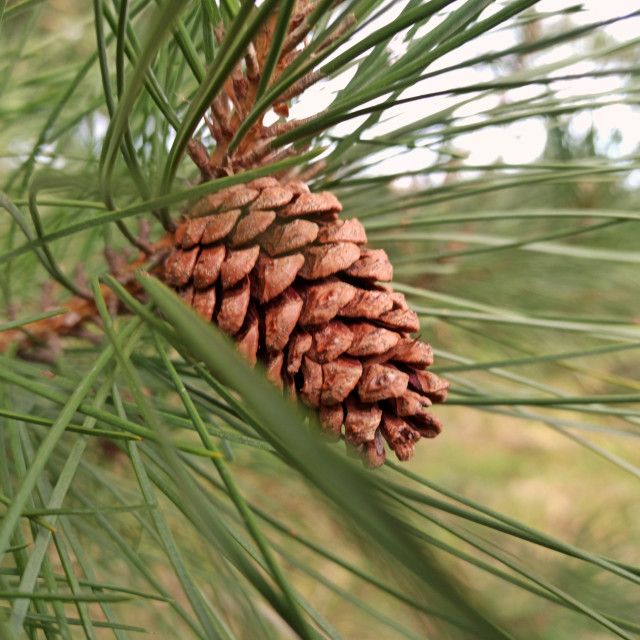 Brown Resinosa Tree Seeds for Planting