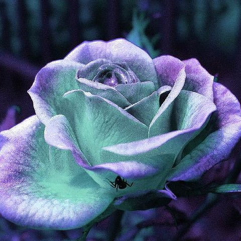 Violet Green Rose Flower Seeds for Planting Bright Blooms Heirloom & GMO Free Seeds for Home Garden
 
 Sale