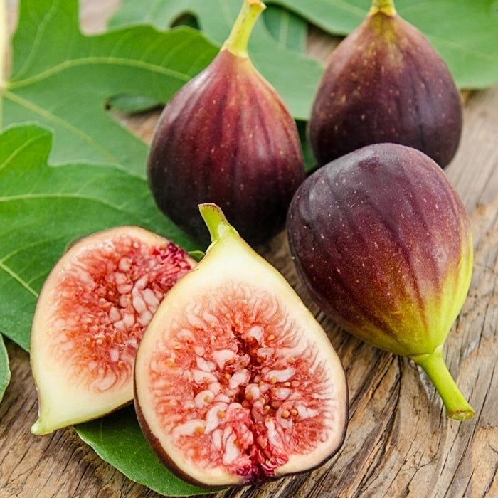 Purple Figs Fruit Planting Seeds - Grow Your Own Sweet Figs in Your Garden!