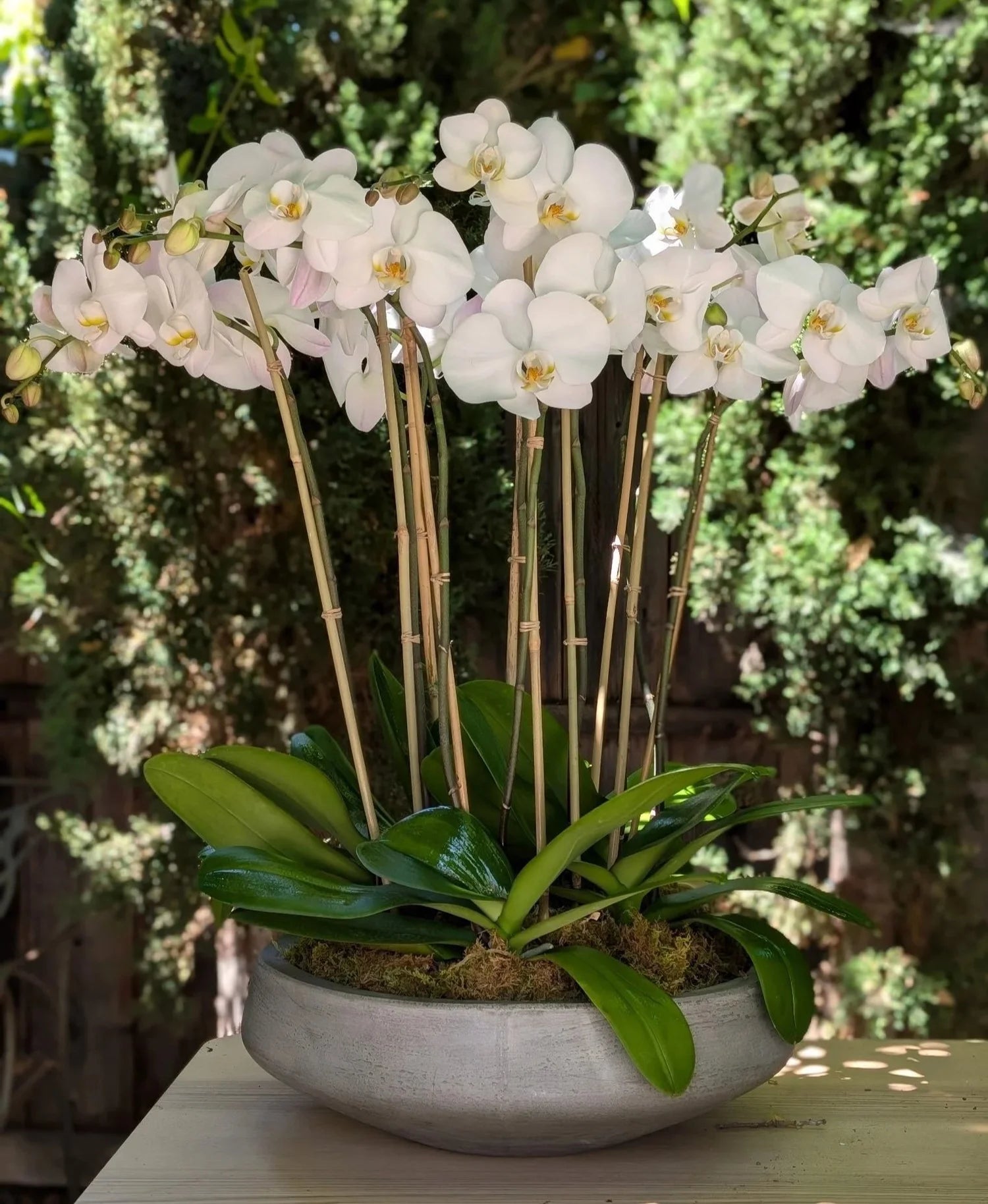 White Brown Phalaenopsis Orchid Seeds Flower seeds for Planting - Garden Favorite, Heirloom & GMO Free Seeds for Home Garden