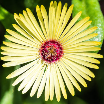 Yellow Red Ice Flower seeds for Planting - Hardy Variety, Heirloom & GMO Free Seeds for Home Garden