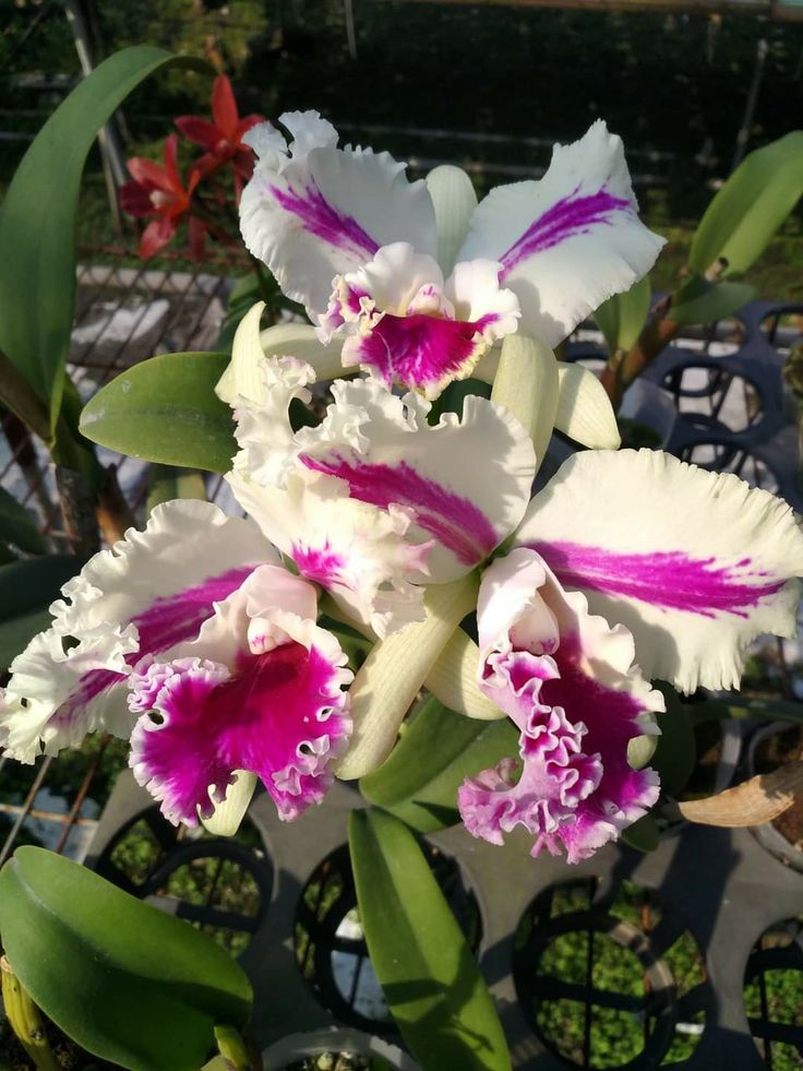 Pink Cattleya Flower seeds for Planting - Shade Tolerant, Heirloom & GMO Free Seeds for Home Garden