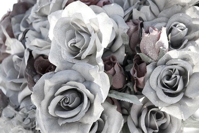 Gray Rose Flower Seeds for Planting Vibrant Colors Heirloom & GMO Free Seeds for Home Garden
 
 Sale