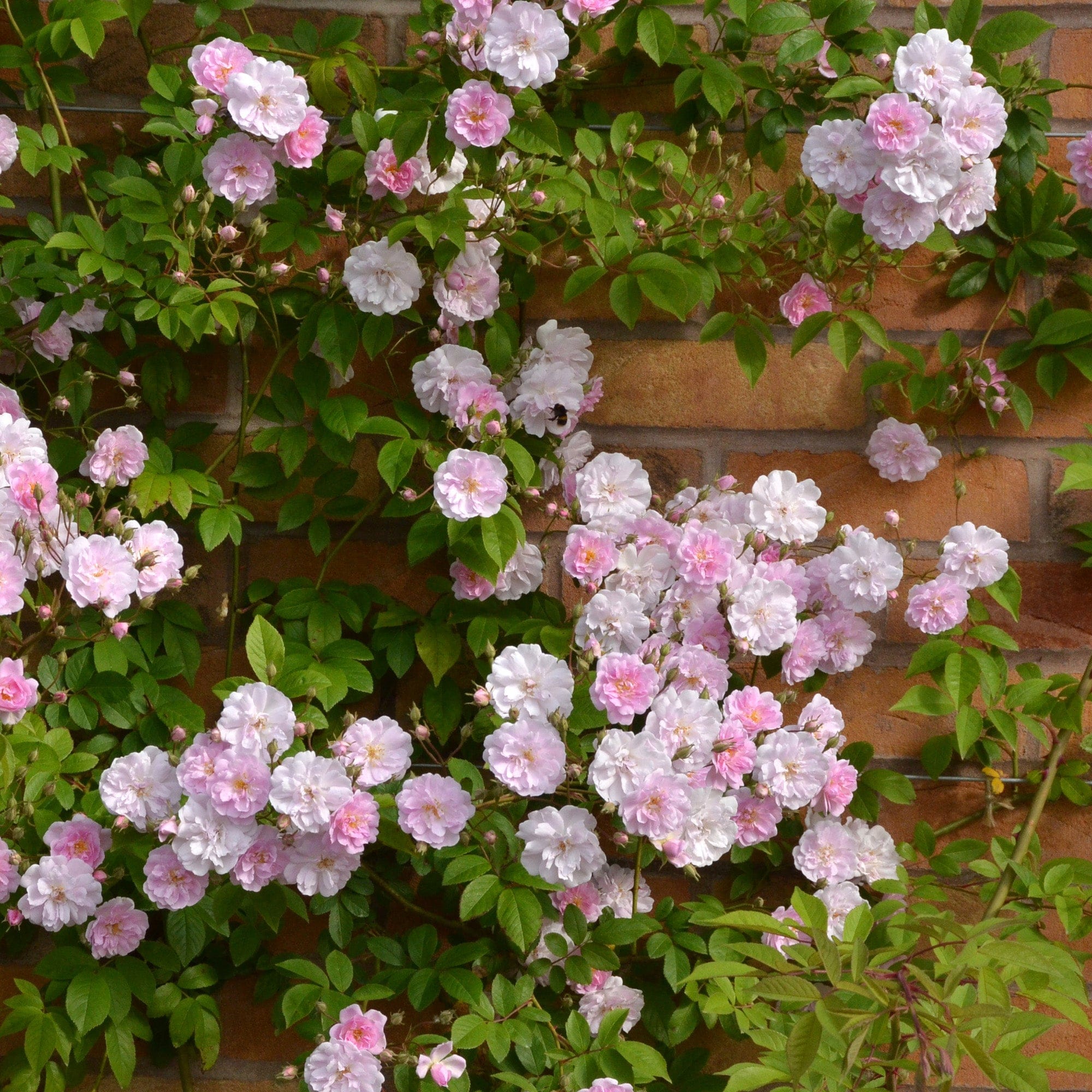 Himalayan Musk Rose Rosa brunonii Seeds for Planting in Garden & Flower Bed