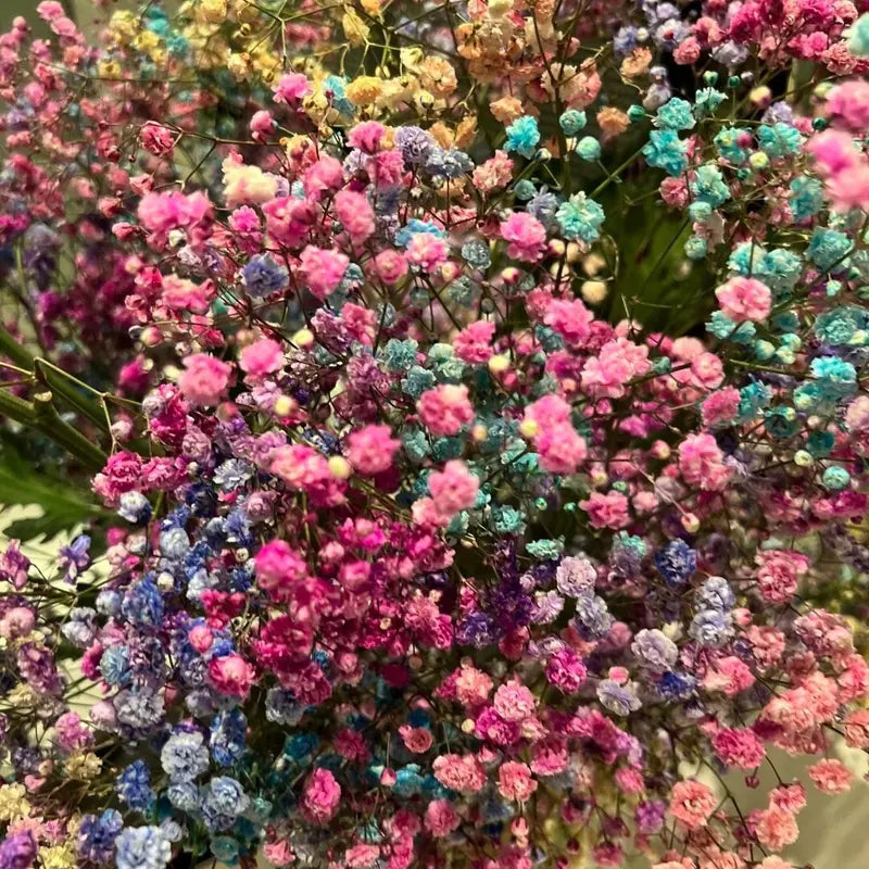 Mixed Color Gypsophila Flower Seeds for Planting Seasonal Bloomer Heirloom & GMO Free Seeds for Home Garden
 
 Sale