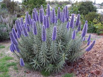 Blue Fastuosum Flower seeds for Planting - Easy to Grow, Heirloom & GMO Free Seeds for Home Garden