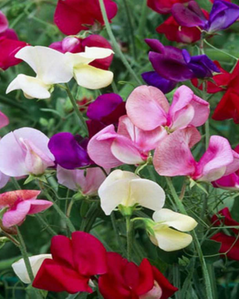 Lathyrus Odoratus Flower seeds for Planting - Wildflower Mix, Heirloom & GMO Free Seeds for Home Garden