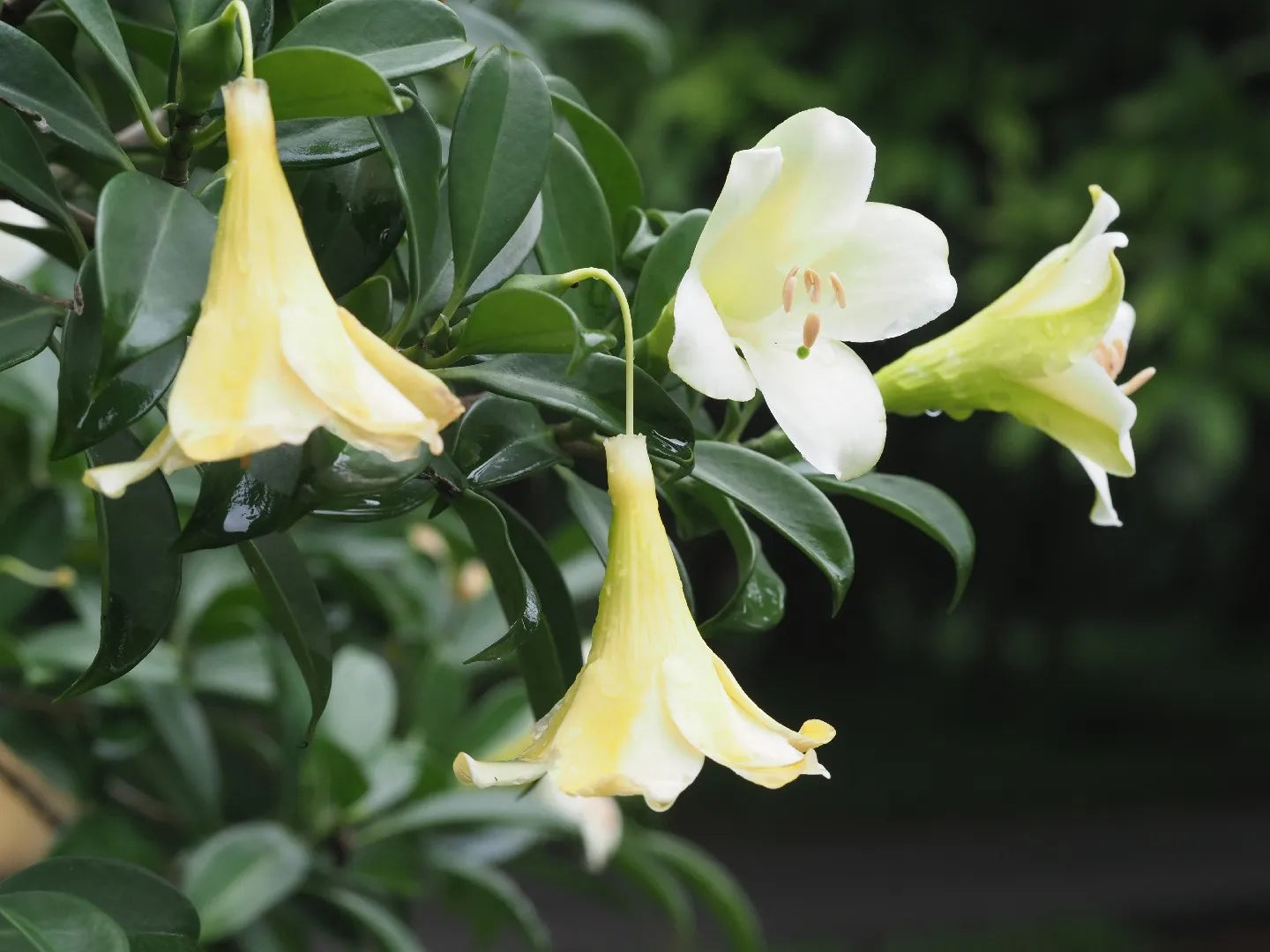 Fagraea Fragrant Flower Seeds for Planting