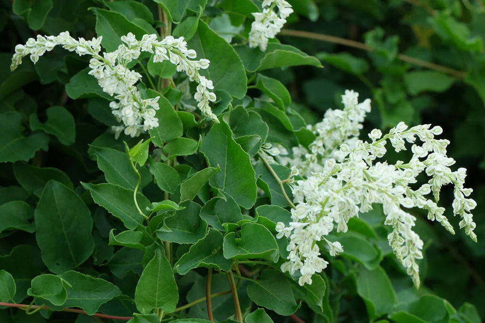 Fallopia Multiflora Flower seeds for Planting - Low Maintenance, Heirloom & GMO Free Seeds for Home Garden