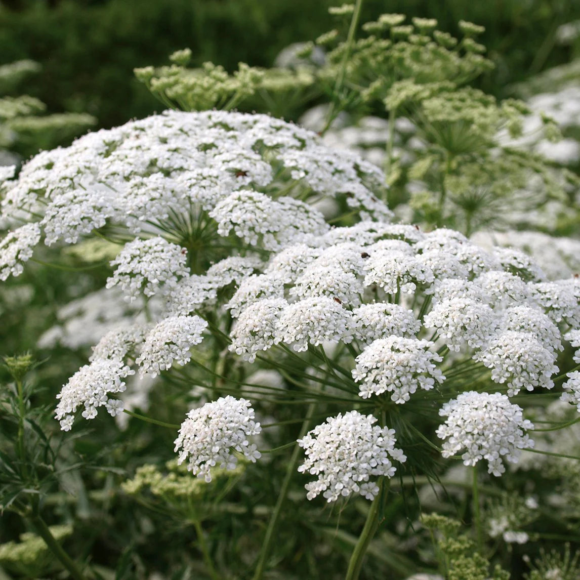 Lace Flower seeds for Planting - Pollinator Friendly, Heirloom & GMO Free Seeds for Home Garden
