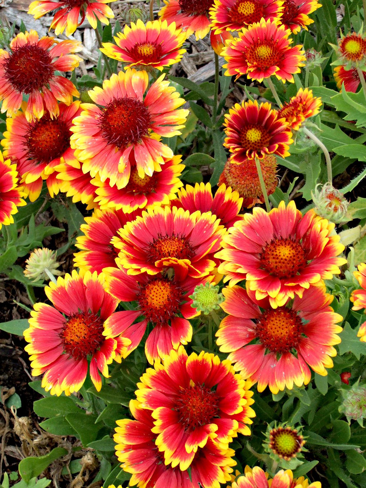 Gaillardia Flower seeds for Planting Drought Tolerant Heirloom & GMO Free Seeds for Home Garden