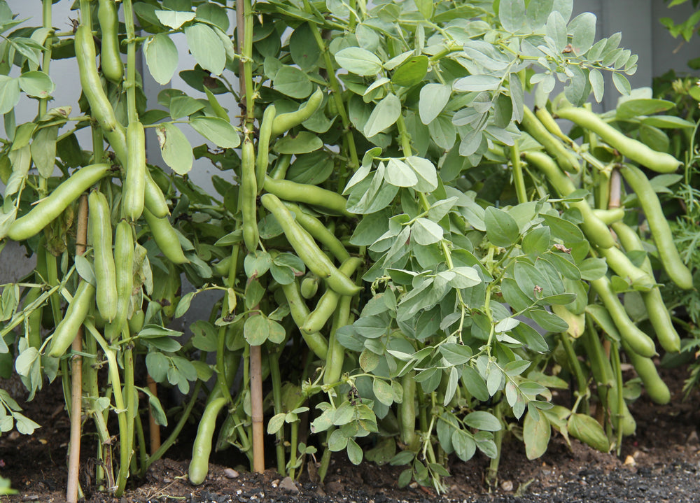 Young Fava Bohnen seedlings ready for transplant