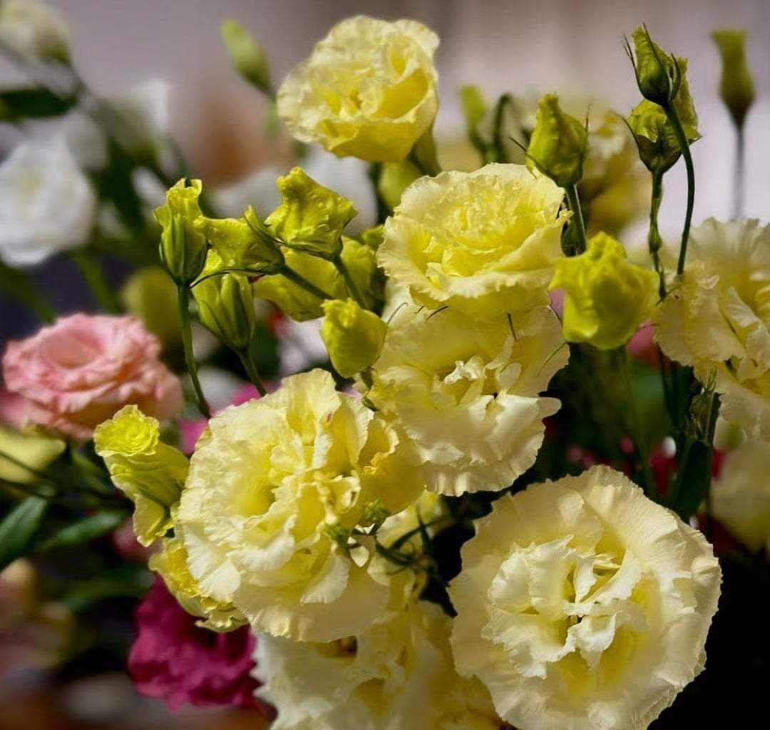 Light Yellow Eustoma (Lisianthus) Flower Seeds for Planting Heirloom NONGMO Seeds Wildflower Mix 
 
 Sale
