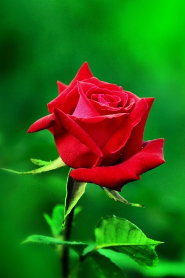 Red Green Rose Flower seeds for Planting - Shade Tolerant, Heirloom & GMO Free Seeds for Home Garden
