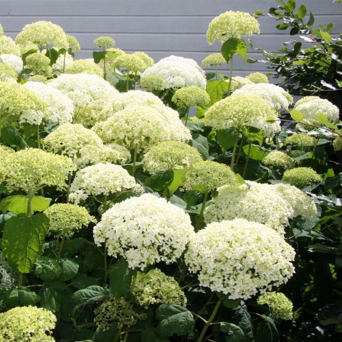 Seaside Serenade Bar Harbor Hydrangea Flower seeds for Planting - Fragrant Blossoms, Heirloom & GMO Free Seeds for Home Garden