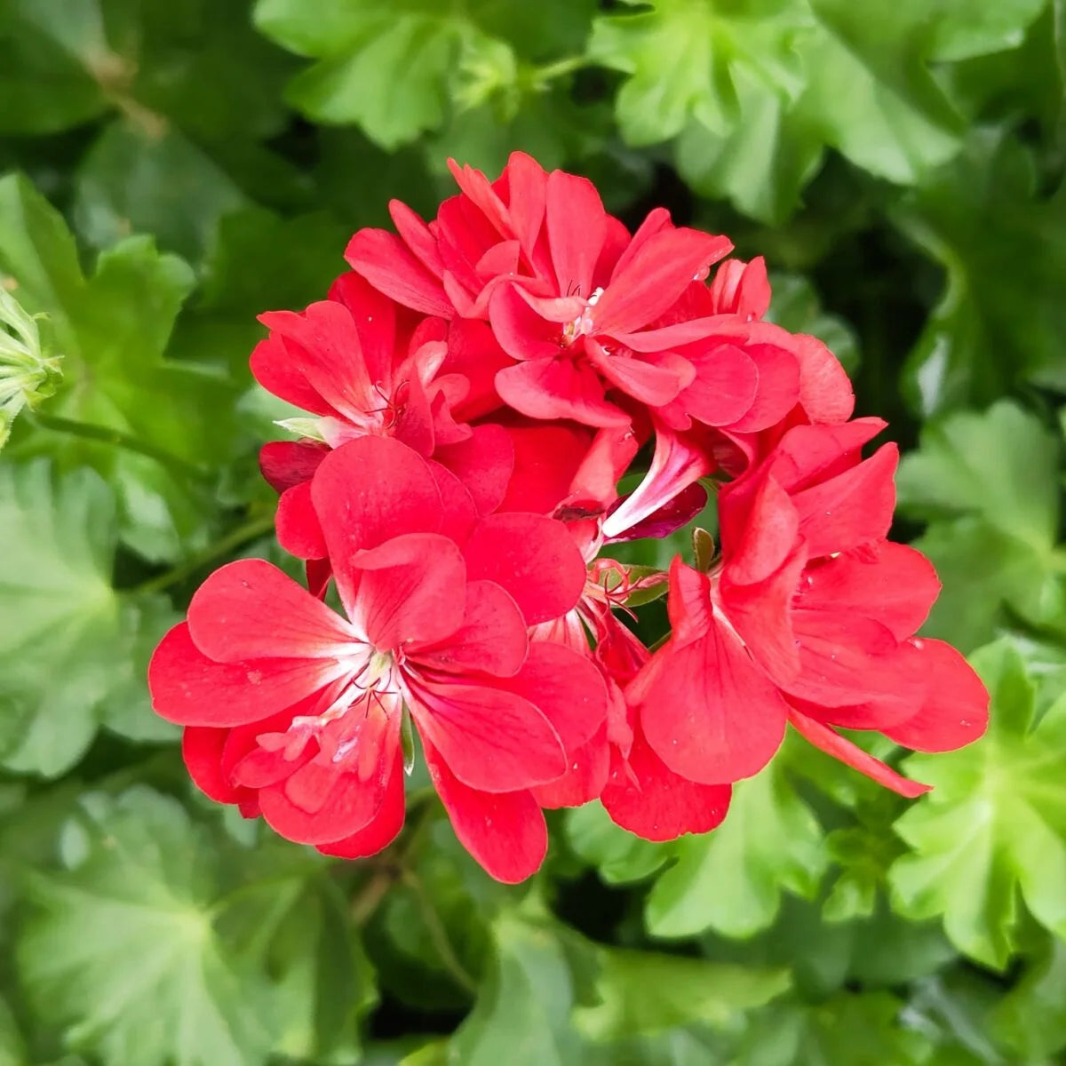 Deep Red Geranium Flower seeds for Planting - Shade Tolerant, Heirloom & GMO Free Seeds for Home Garden