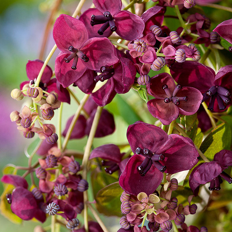 Chocolate Clematis Flower seeds for Planting - Perfect for Borders, Heirloom & GMO Free Seeds for Home Garden