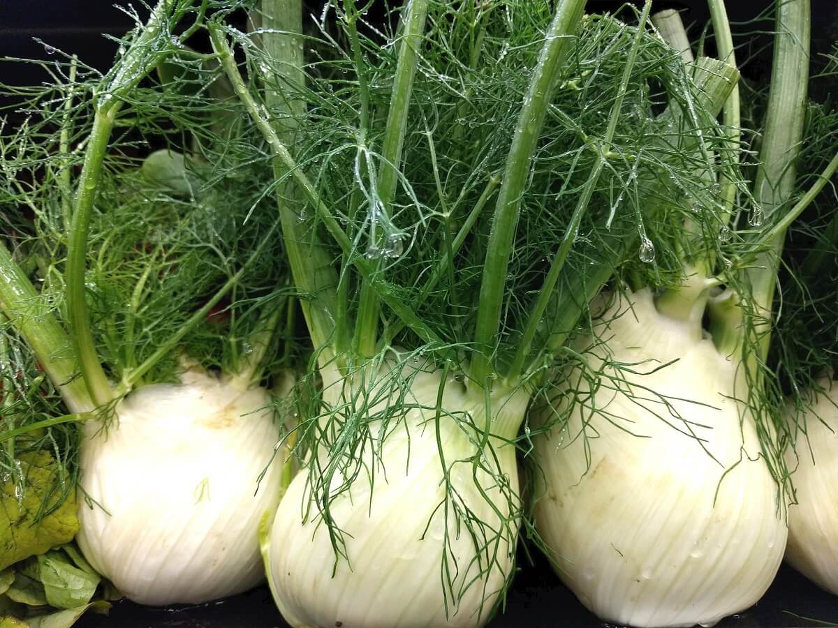 Aromatic Herb Seeds: Planting Foeniculum