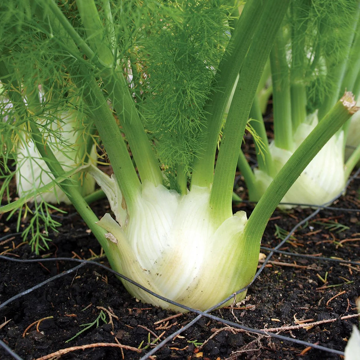 White Florence Fennel Vegetable Seeds for Planting