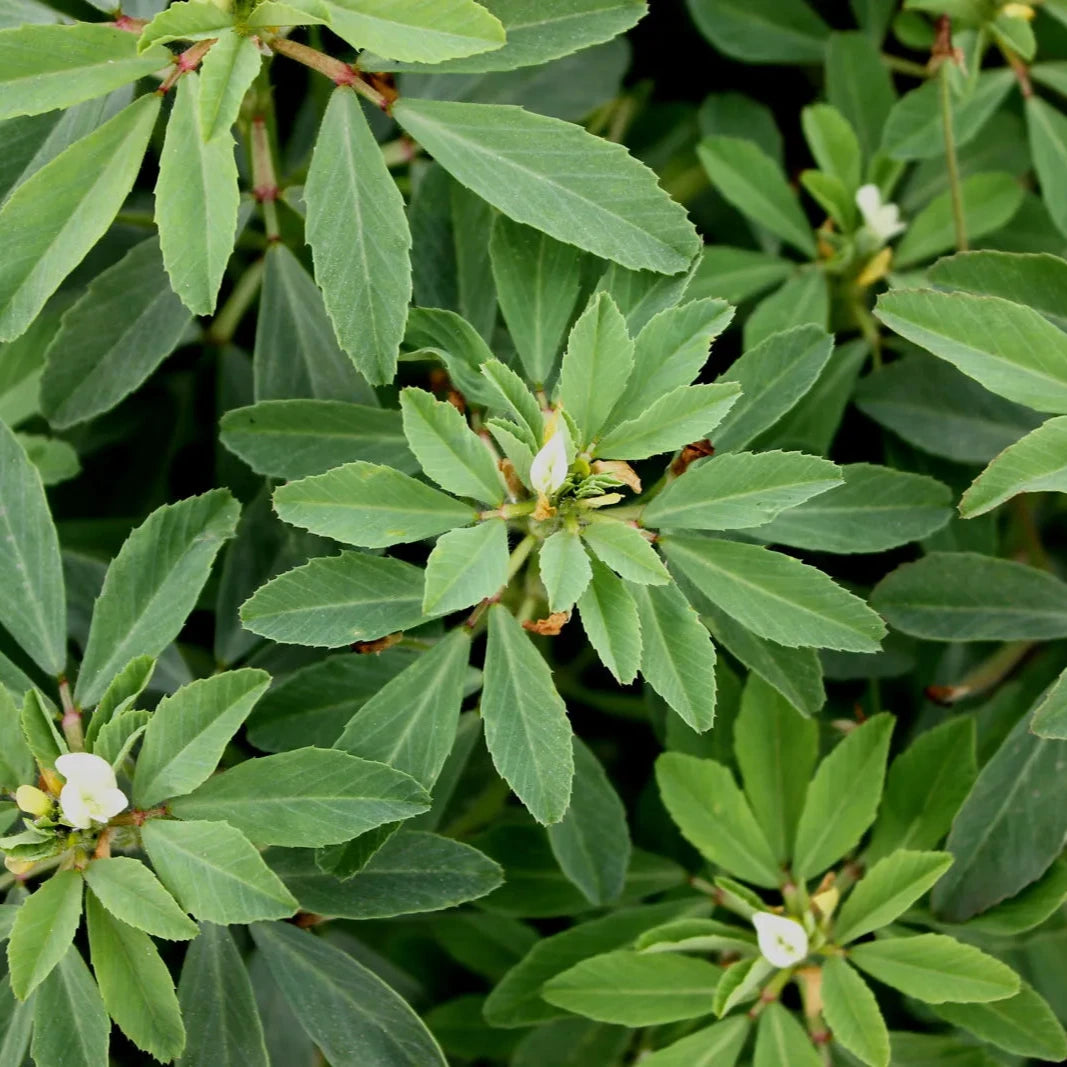 Organic Fenugreek Plant Seeds – Methi Herb for Kitchen Gardens