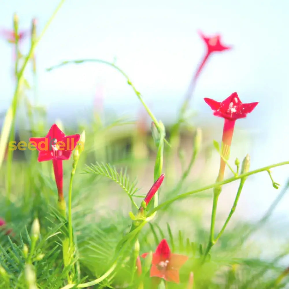 Fern Red Flower Planting Seeds  Vibrant Perennial Flowers For Your Garden